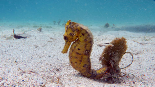 Close-up of seahorse