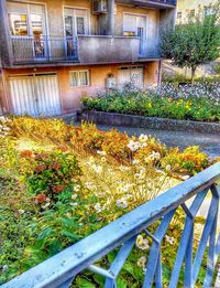 Flowers growing outside building