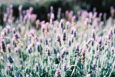 Close-up of purple flowers blooming in field