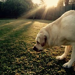 Dog lying on ground