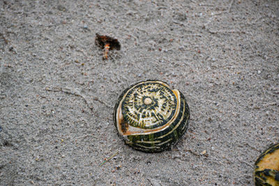 High angle view of shell on ground