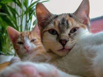 Close-up portrait of 2 sibling cats looping at viewer