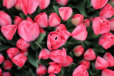 Close-up of pink roses blooming outdoors