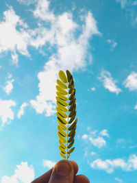 Person holding a leaf against the blue cloudy sky