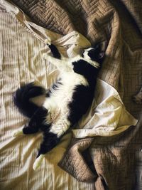 High angle view of cat sleeping on bed