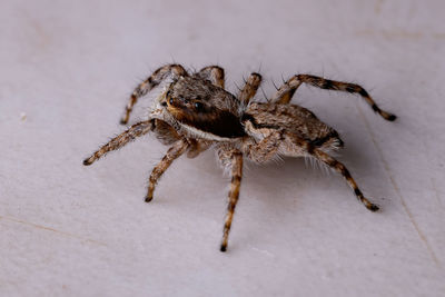 Close-up of spider