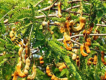 Close-up of fruits on tree