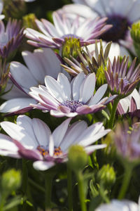 Daisy in the garden