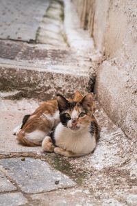 High angle portrait of cat sitting on footpath