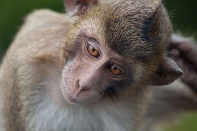 Close-up of monkey