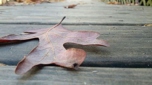 Close-up of dry maple leaf on wood