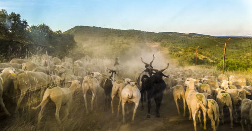 Goats amidst flock of sheep on field