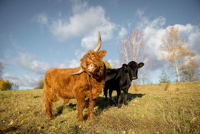 Cattle on field against sky