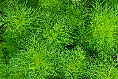 Full frame shot of plants growing on field