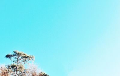 Low angle view of trees against clear blue sky