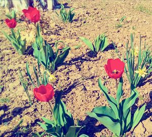 Close-up of red flowers blooming outdoors