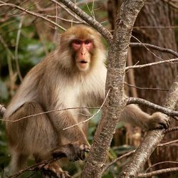 Monkey in forest