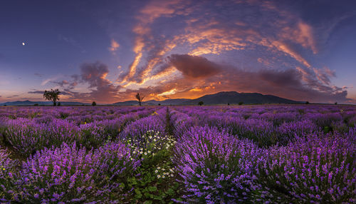 Purple flowers growing in field