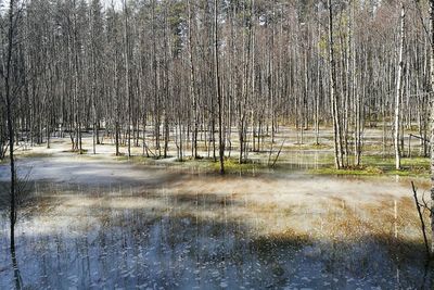 Bare trees in forest