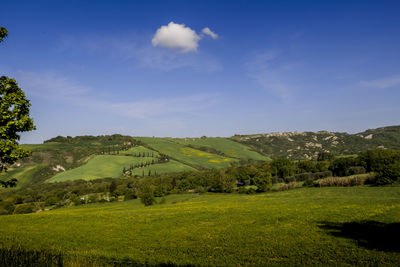 Scenic view of agricultural field against sky