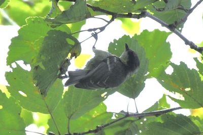 leaf