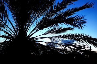 Low angle view of silhouette palm tree against sky