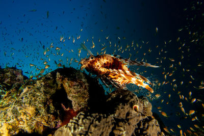 Fish swimming in sea