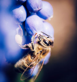 Macro shot of bee pollinating on flower