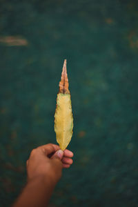 Cropped hand holding leaf