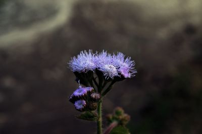 Close-up of purple flowering plant