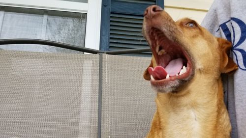 Close-up of a dog yawning