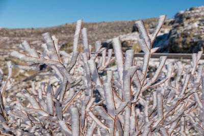 Close-up of bare tree against clear sky