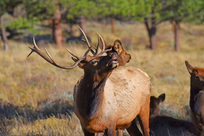 Portrait of deer standing on field