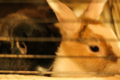 Close-up of cat in cage