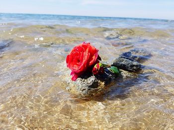 View of sea with trees in background