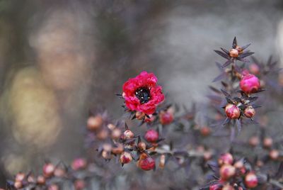 Close-up of pink flowering plant