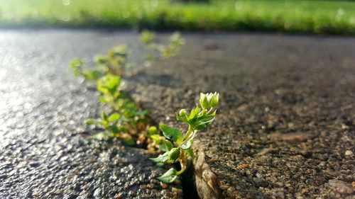 Close-up of flowering plant