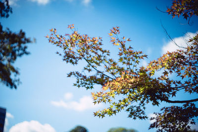 Low angle view of autumnal tree against blue sky