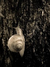 Close-up of snail on tree trunk