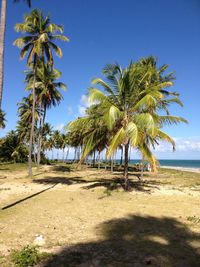 Palm trees on beach