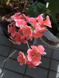 Close-up of pink bougainvillea blooming outdoors