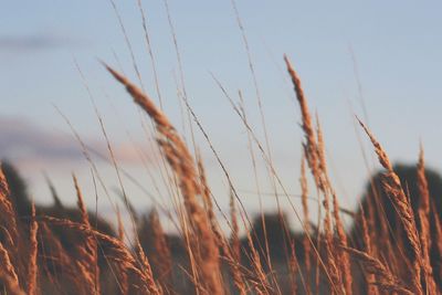 Close-up of wheat growing in field