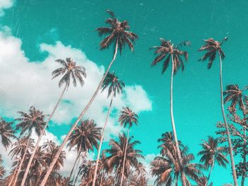 Low angle view of palm trees against blue sky