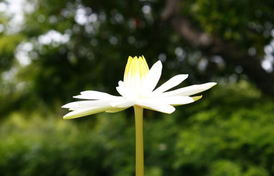 Close-up of white water lily