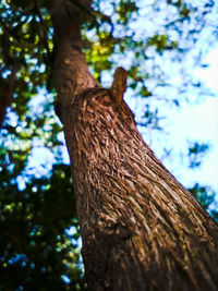 Low angle view of tree trunk against sky