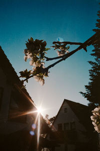 Low angle view of flowering plants and buildings against sky