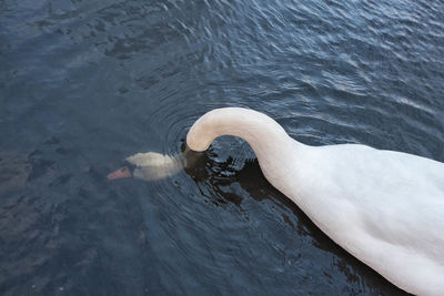 High angle view of swan swimming in lake