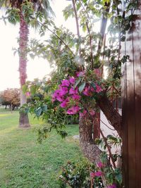 Pink flowering plants in garden