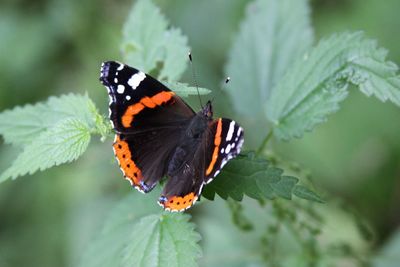 Butterfly on leaf