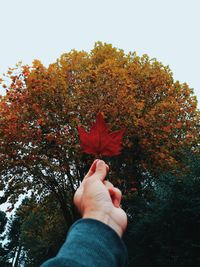 Person hand holding maple leaves during autumn